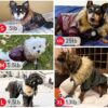 Waterproof Leather Dog Coats - ATUBAN Winter Puppy Jackets for Small to Medium Dogs - Image 8
