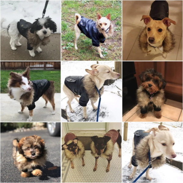 Waterproof Leather Dog Coats - ATUBAN Winter Puppy Jackets for Small to Medium Dogs - Image 9